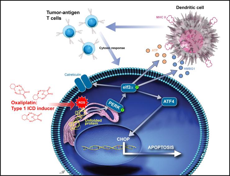 Phase II Study of Neoadjuvant Folfirinox Chemotherapy Followed by Pembrolizumab Followed by Surgery for Patients With Localized, Resectable Adenocarcinoma of the Pancreas