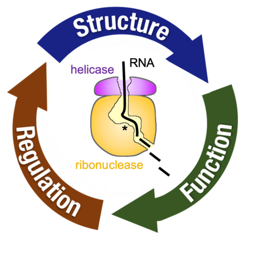 Mitochondrial RNA Decay