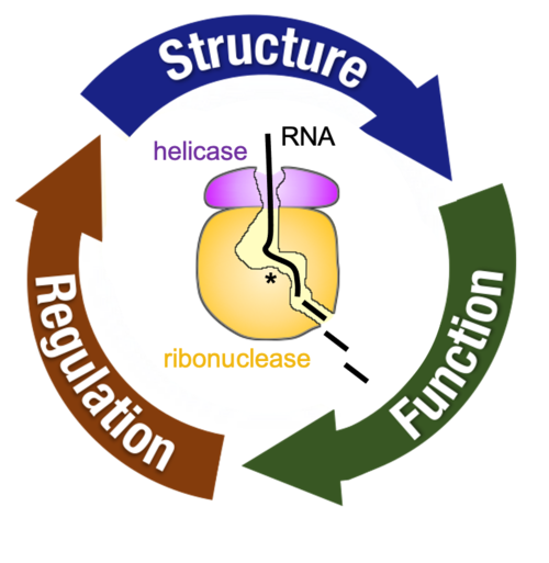 Mitochondrial RNA Decay Mitochondrial RNA Decay