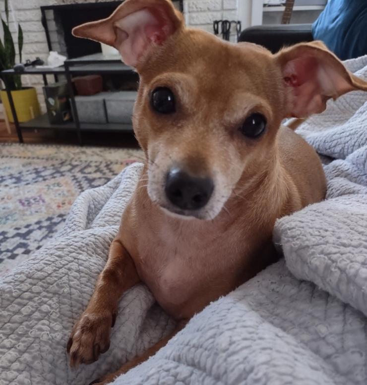 Junior the Chiweenie