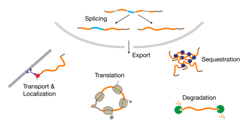 Illustration of mRNA regulation