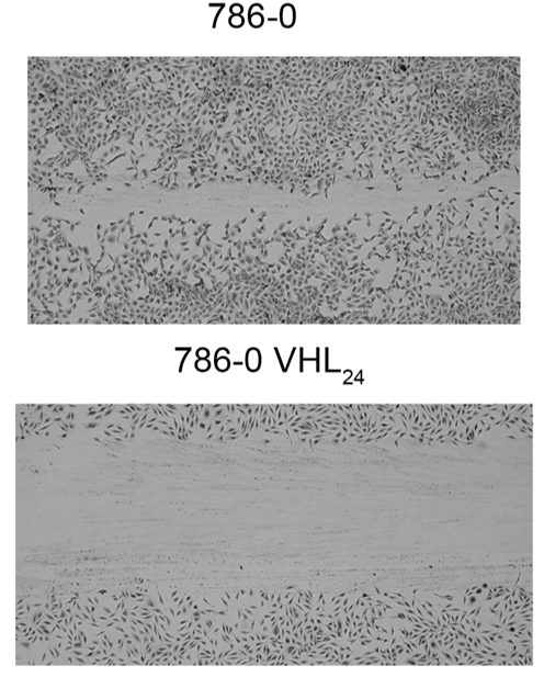 Wound healing assay to evaluate cellular migration.