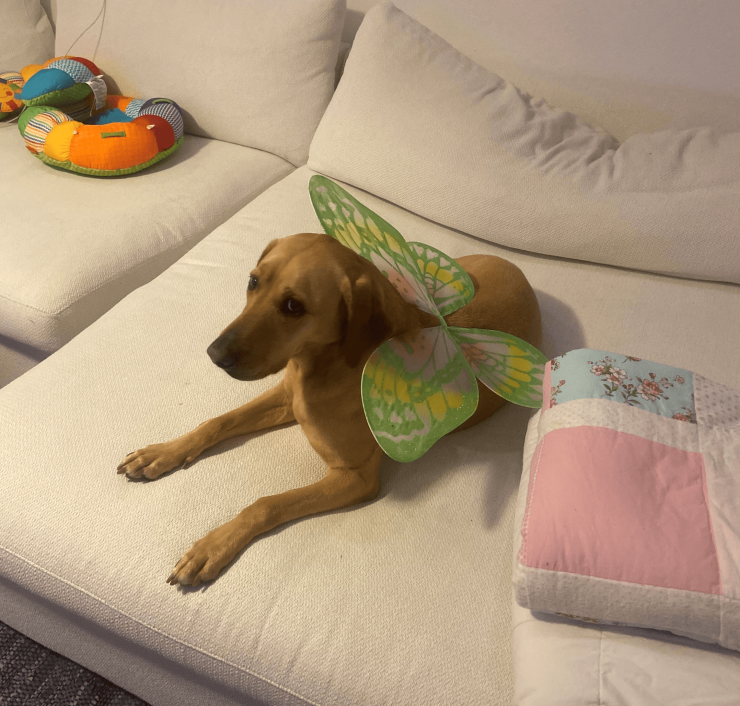 Piper, a labrador mix dog, sits on a white couch with a slightly bored look in their eyes. Piper is wearing a set of green and yellow butterfly wings that are attached around the torso.