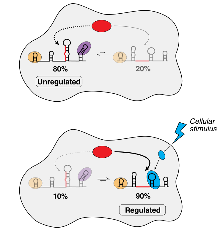 Illustration of regulated (Bottom) and unregulated RNA (Top)