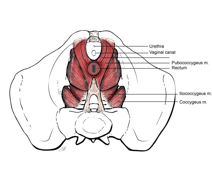 From the top the urethra, vaginal canal, pubococcygeus m., rectum, iliococcygeusm., and coccygeus m. are illustrated.