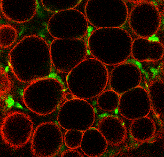 Adipocytes Adipocytes