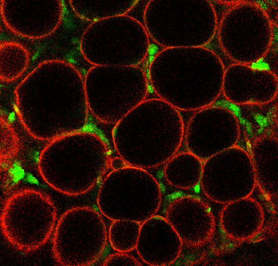 Adipocytes