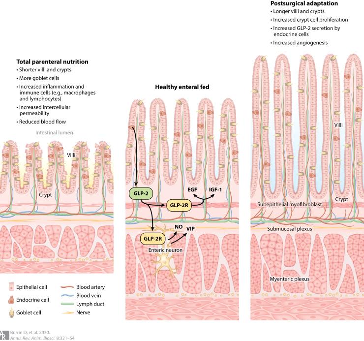 Intestinal mucosal adaptation to TPN and intestinal resection