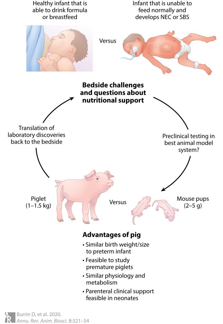 Translational relevance and advantages of the pig to investigate human pediatric nutrition and GI diseases. The similarities of the newborn pig to human infants in terms of body size, anatomy, and physiology provide a well-suited animal model to test questions that are not feasible or ethically possible in human infants.