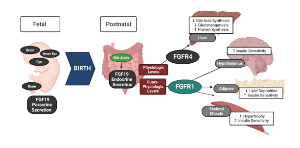 Fibroblast Growth Factor-19 pre- and post-natal secretion and target tissues at physiologic and supraphysiologic levels.