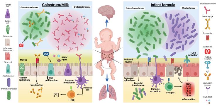 Possible differences between effects of maternal colostrum/milk and formula on the neonatal gut.