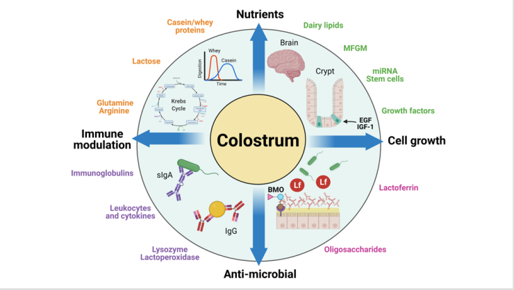 Douglas Burrin Lab | BCM