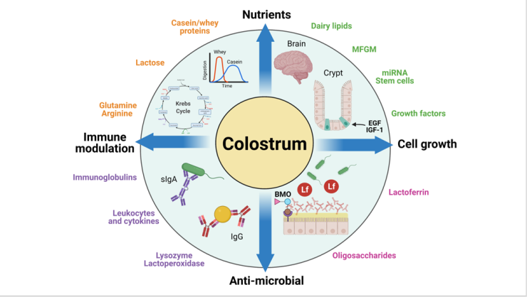 Nutritional and bioactive components present in bovine colostrum and human milk
