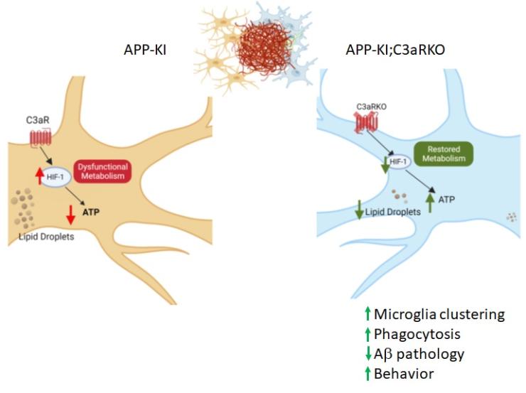 C3aR-HIF1a signaling in microglial metabolic fitness