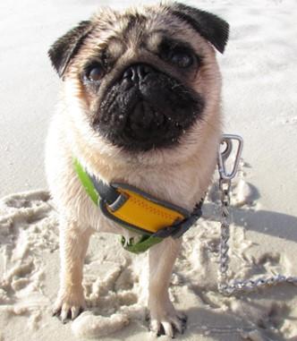 Charlie, a 7-year-old pug, sits on a beach