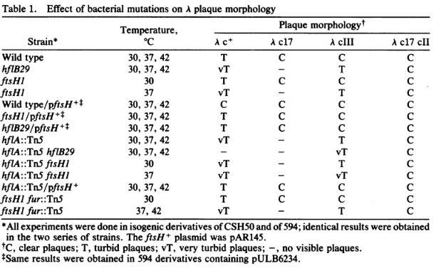 Photo of the effect of bacterial mutations on a plague morphology.