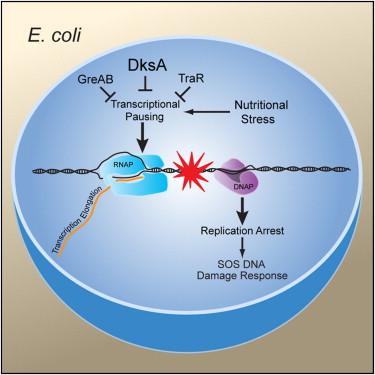 Image of the Herman Lab E Coli Research