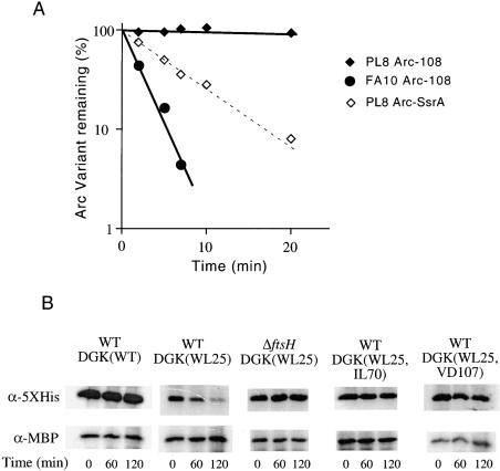 Photo of a unique level of substrate specificity to the universal AAA protease