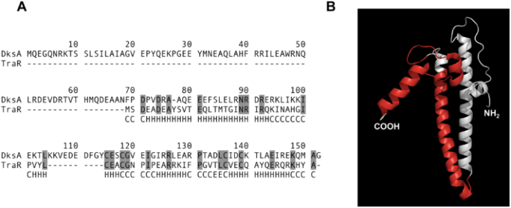 Multiple sequence alignment of F plasmid traR against E. coli dksA showing a large degree of sequence homology. An accompanying figure shows a structure of traR that is very similar to dksA and other secondary channel interactors