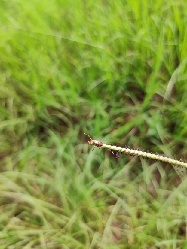 a questing female Gulf Coast tick resting at the end of a stick