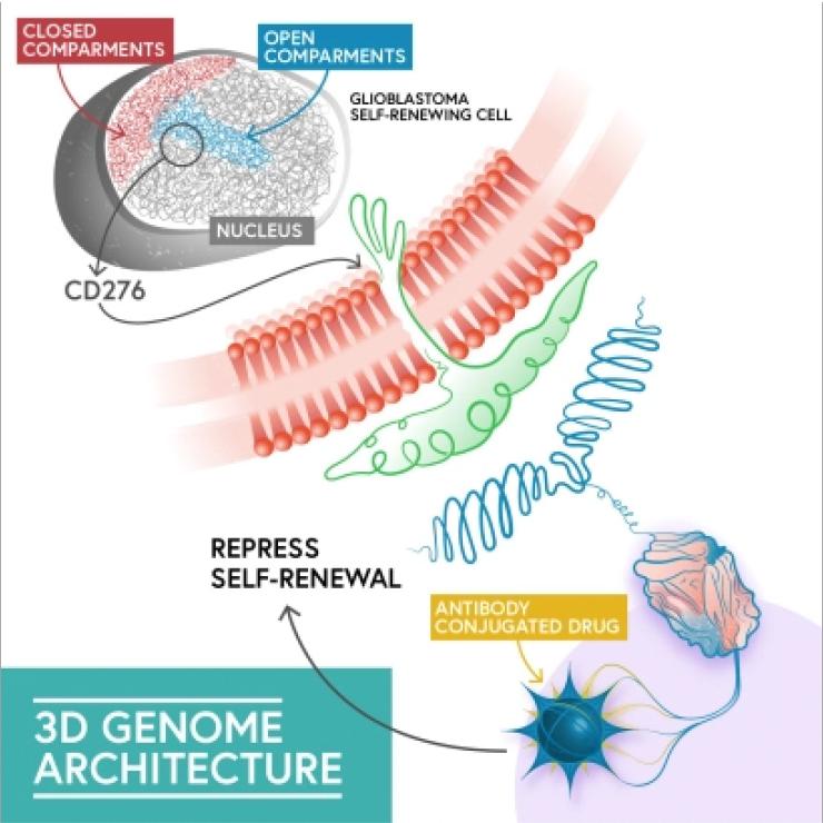 3D Genome Architecture of Cancer Stem Cells