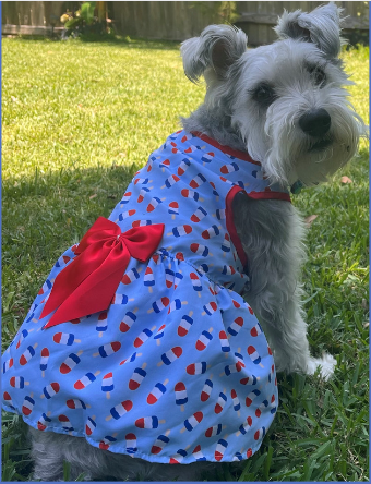 Photo of a Schnauzer dog wearing a dress