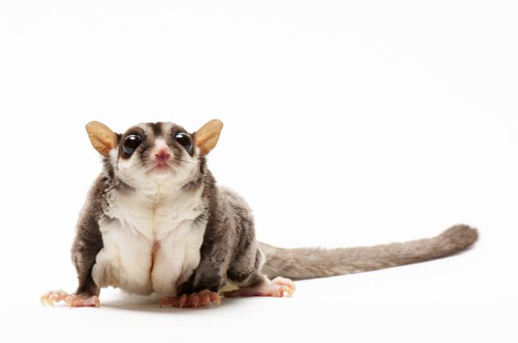 A photo of a sugar glider sitting in a white backdrop.