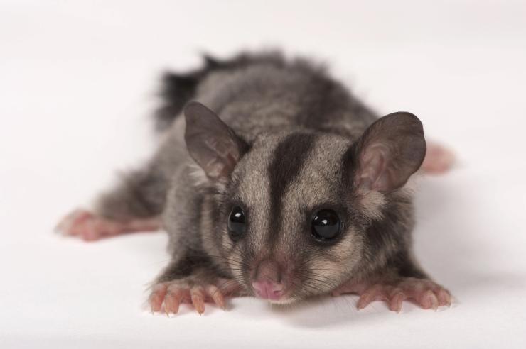 Photo of a sugar glider sitting on a white backdrop.