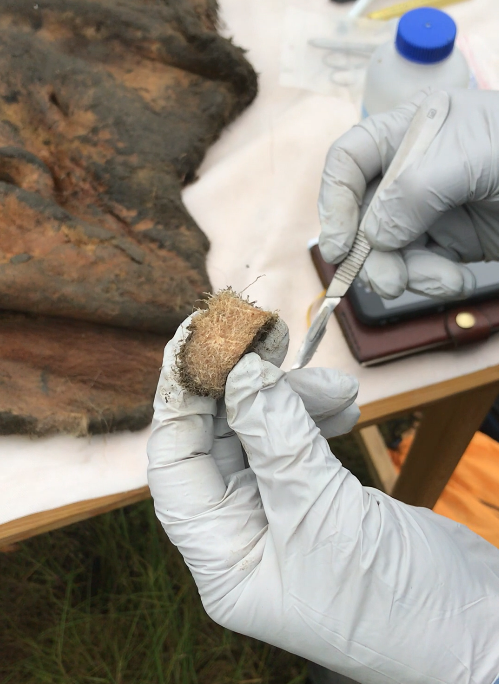 Valerii Plotnikov and Dan Fisher examine a skin sample from a 52,000-year-old woolly mammoth. The Cell study shows that fossils of ancient chromosomes survive in this skin sample.