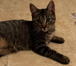 dark brown and black tabby kitten