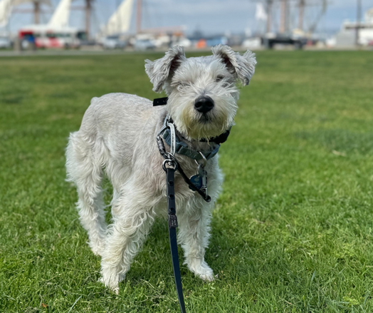 Dog standing in the grass