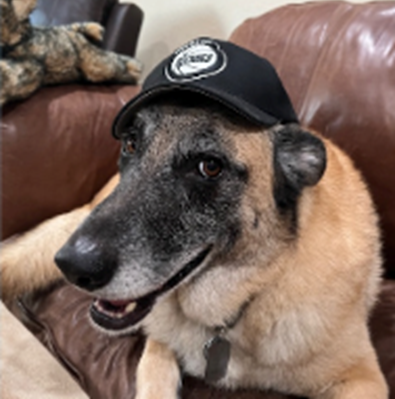 A German Shepard wearing a hat sitting on a couch, smiling at the camera