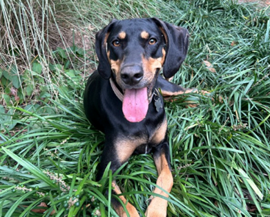 A black and gold hound dog with his tongue out, laying in the grass