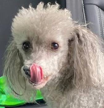 poodle dog licking it's lips