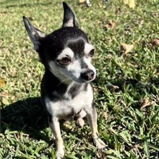 small dog sitting in the grass
