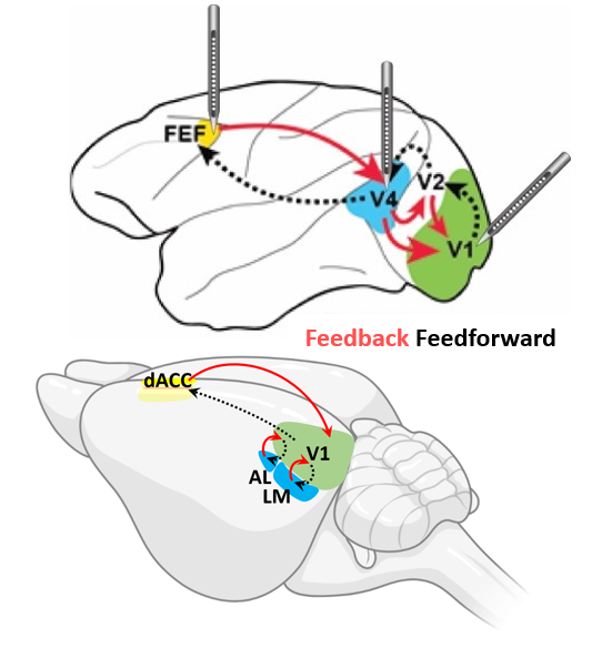 An illustration showing neural mechanisms of global arousal and selective attention across mice and monkeys