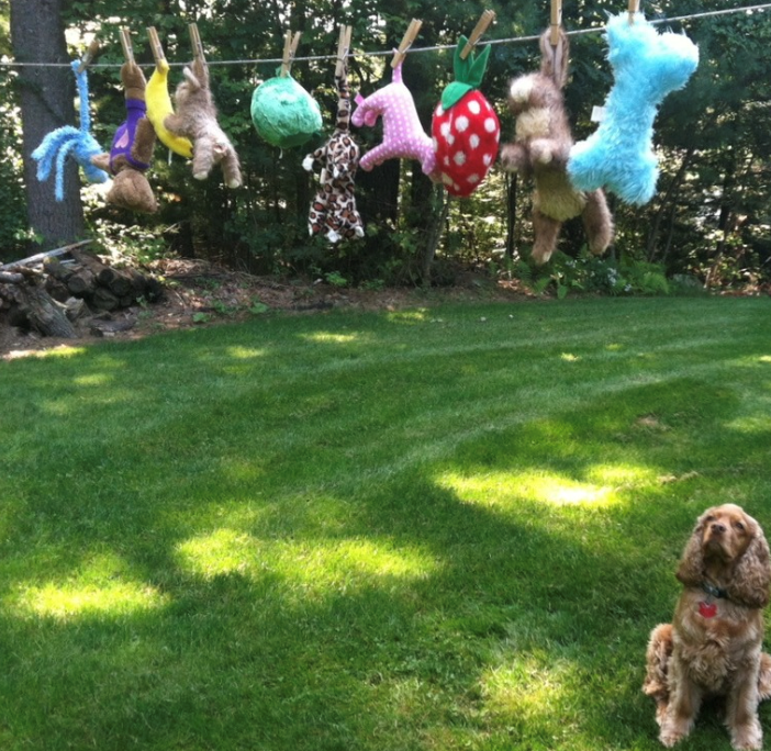 Dog looking up at stuffed animals on a clothes drying line