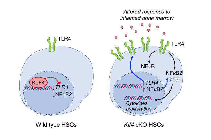 image of Hematopoietic Stem Cells