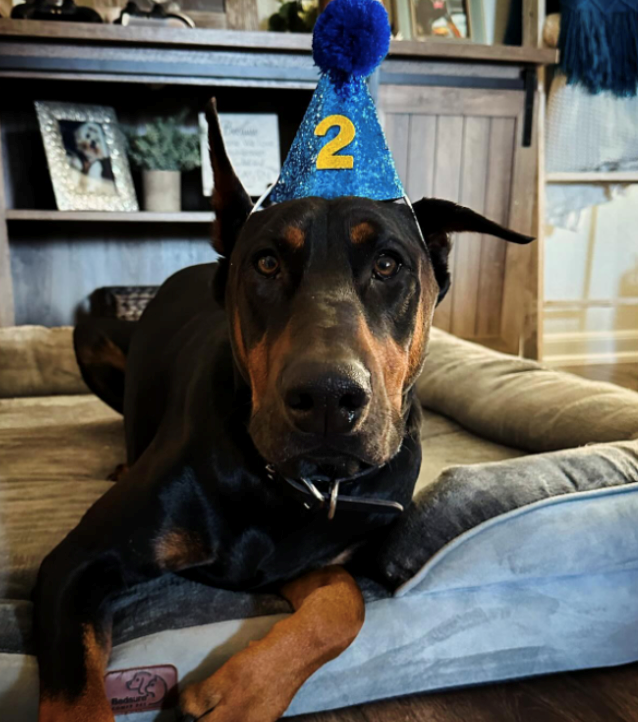 Dog sitting on bed wearing a hat with the number 2 on it