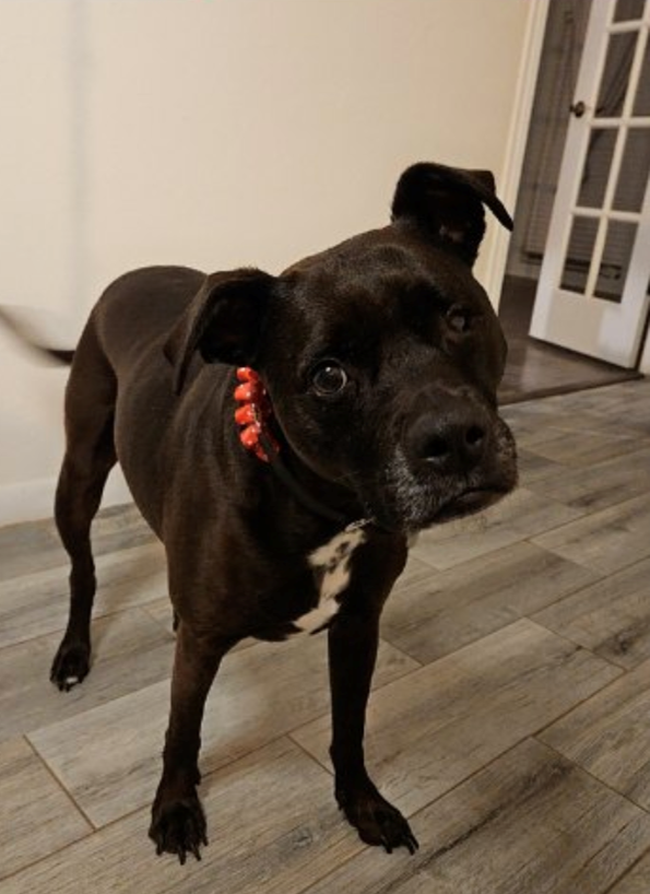 A black dog looking at the camera, head tilted slightly
