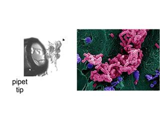 A 3D colonoid showing tubular architecture (left) and pathogenic E. coli adhering to intestinal enteroids (right).