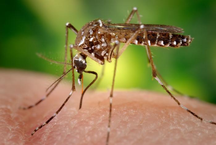 Image of a female Aedes aegypti mosquito, the primary carrier of Zika virus disease and other viral diseases