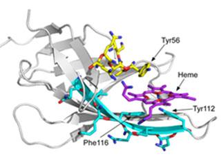 anthrax bacillus hemophore An anthrax bacillus hemophore stealing human heme.