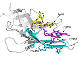 An anthrax bacillus hemophore stealing human heme.