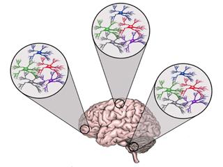 Astrocyte Diversity needs caption