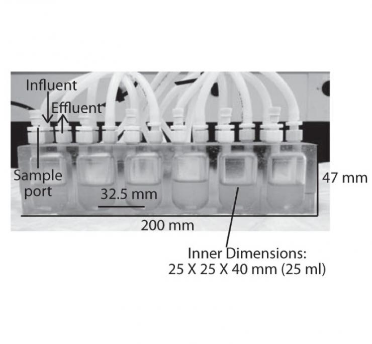 Fecal minibioreactor array