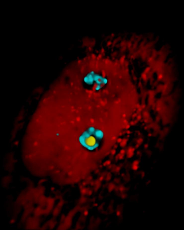 3D confocal imaging shows the assembly of the caspase-2 activation platform in the nucleolus following exposure to DNA damaging agents.