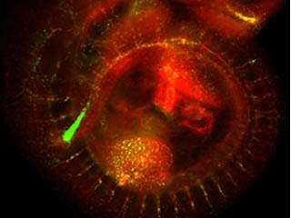 E10.5 Dll4-F2-hsp68::H2B-EGFP mouse embryo processed for IHC with an antibody recognizing the endothelium (CD31/PECAM) in red and arterial endothelium (GFP) in green.