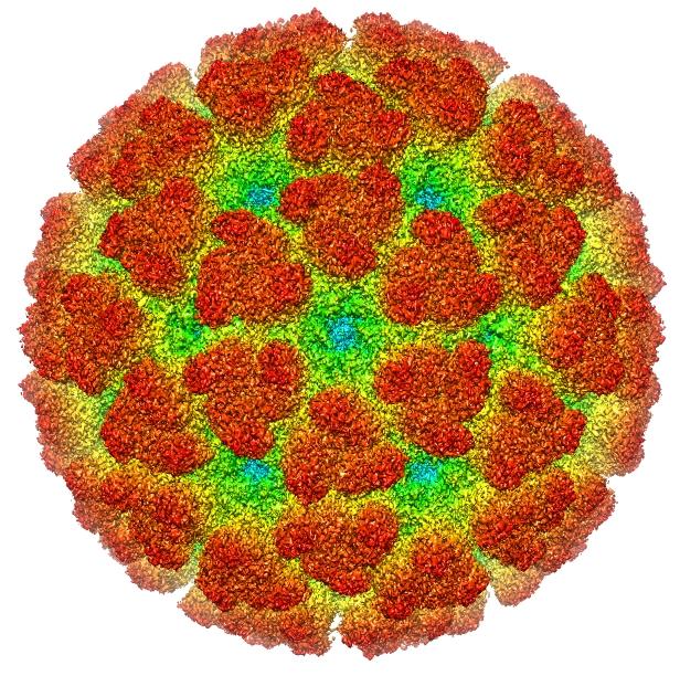 Cryoelectron microscopy reconstruction of Chikungunya virus