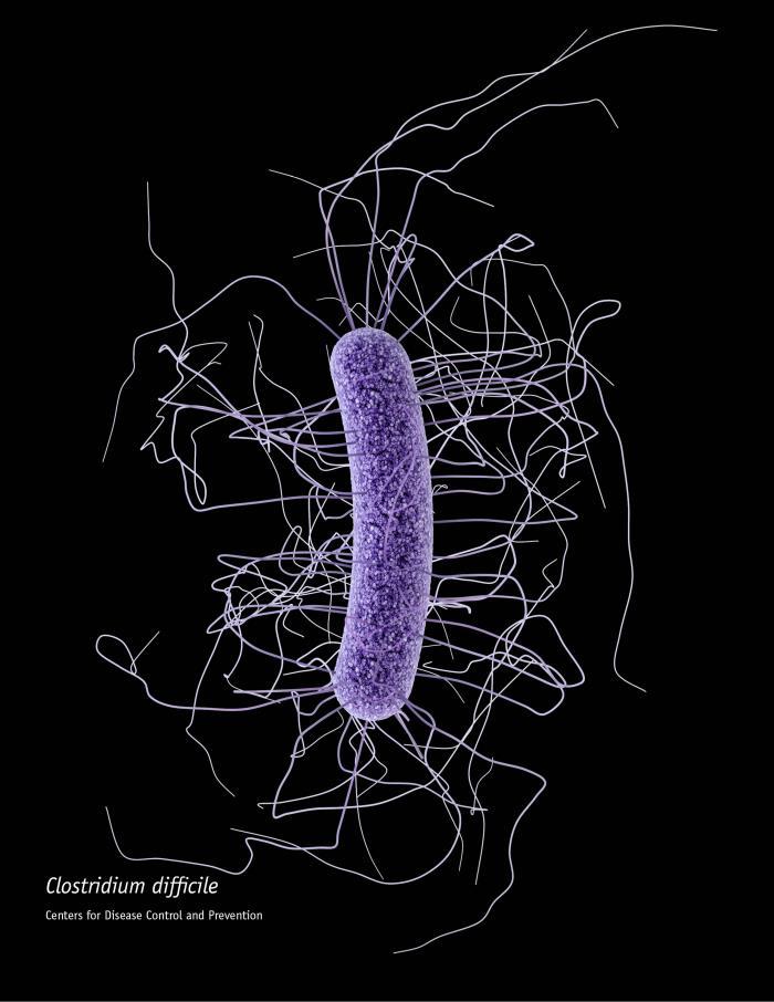 Illustration of the Gram-positive bacterium Clostridium difficile